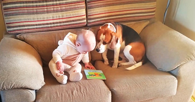 O que este cão faz com este pequeno bebé é inédito. Não vais acreditar! - 1