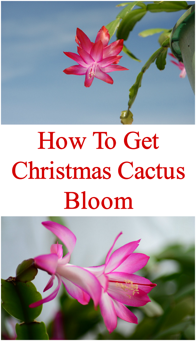 How to convince a Christmas cactus to bloom during the holidays - ONEjive.com