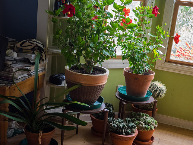 Indoor plant care during the winter