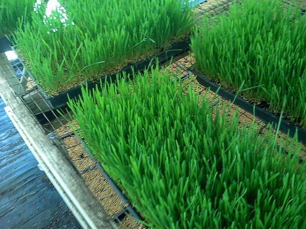 A therapy everybody should know about - Wheatgrass