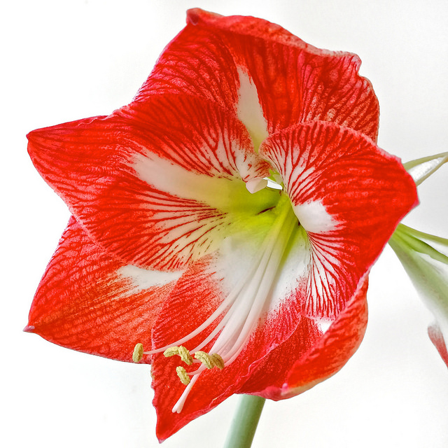 A little spring in the winter - how to grow an amaryllis