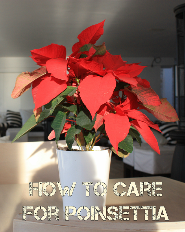 How to care for poinsettia