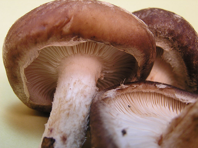 The tasty shiitake, a mushroom that boosts the immune system