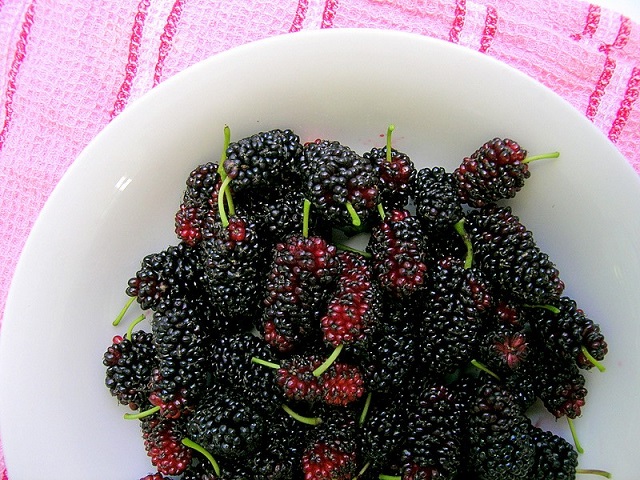 Did you know that mulberries are excellent for your health?
