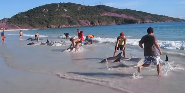 30 Dolphins stranding and incredibly saved! A VIDEO recording of an unusual rescue!