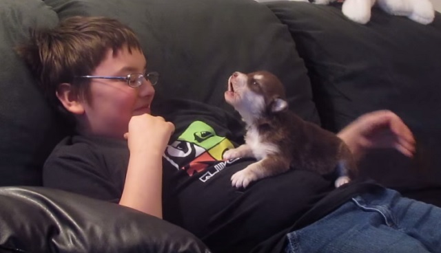 Cutest VIDEO of the week: 20 day old husky learns to howl