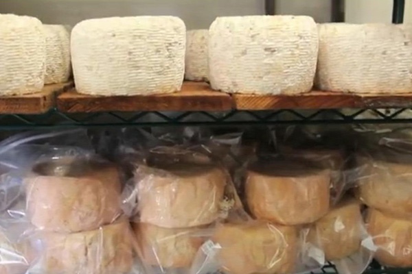 Incredible! Cheese made with human bacteria