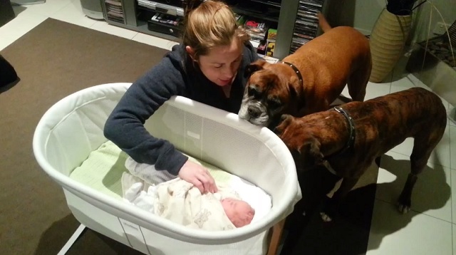 A mother presents her newborn baby to the boxers – the dogs' adorable reaction