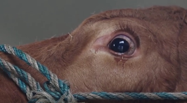 This cow is so terrified that she begins to cry with tears. But look what happens in the end!