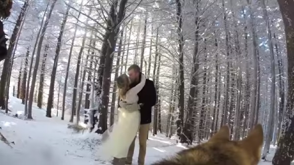 A young couple decided to film their wedding day from the dog's perspective. The result is absolutely charming!