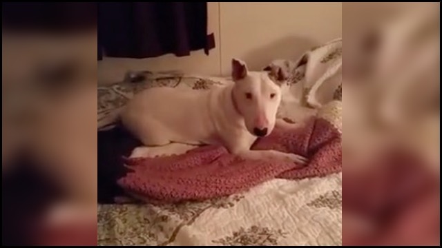 An adopted puppy's reaction when she is allowed on a bed for the first time in her life