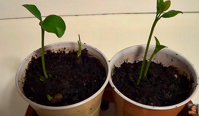 The easiest way to grow a lemon tree in your own home
