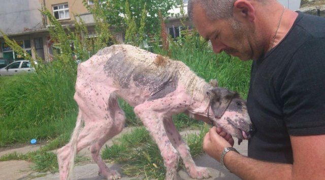 A stray dog’s transformation after being rescued and treated with love