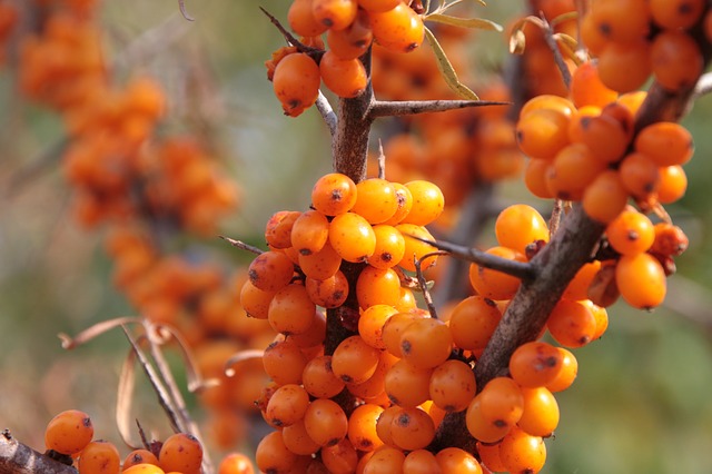 9 illnesses that can be cured with the aid of buckthorn