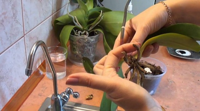 A very efficient method to revive orchids