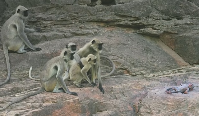 An intruder was placed in the middle of a group of primates. What happened amazed the researchers