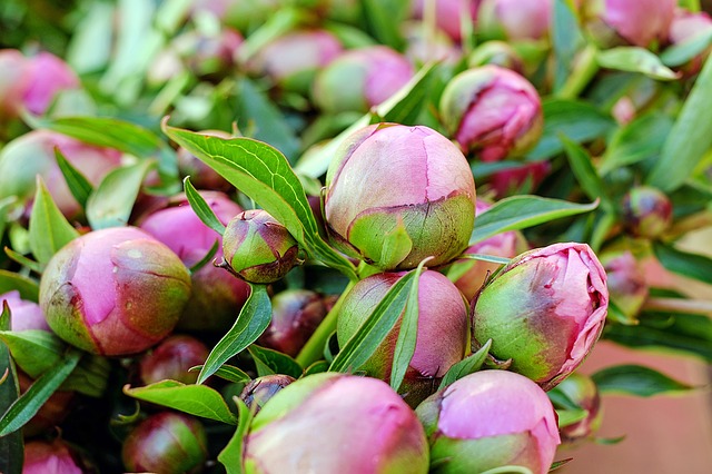 12 facts about peony, the princess of the festive flowers