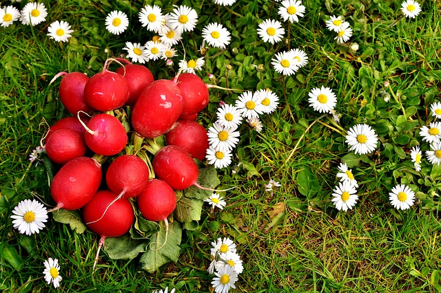 Red radishes for the urinary system - recipe and benefits