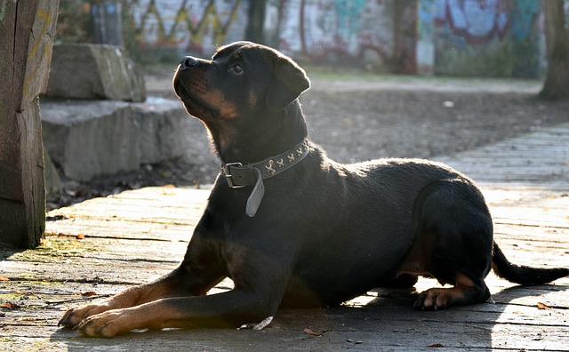 Top 5 of the most aggressive dog breeds