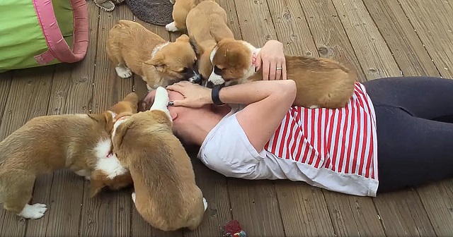 You don’t have to be a great animal lover to fall in love with these puppies 