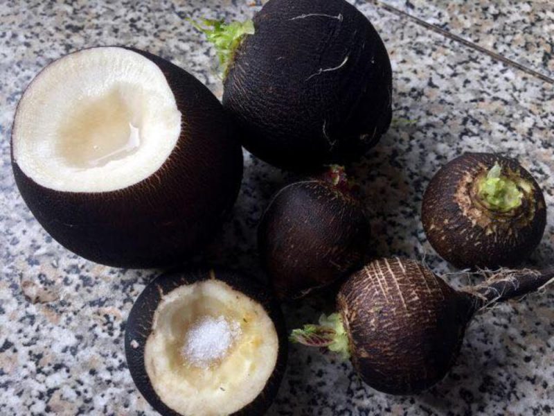 The healing effects of black radishes: get rid of bad cough, prevent infections, cure insomnia