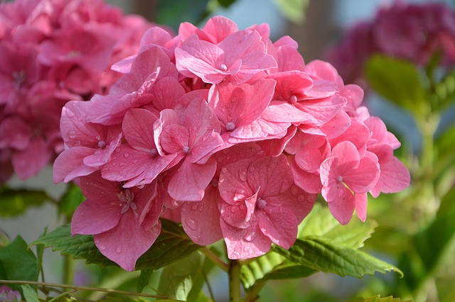 A magical trick: how to change the color of hydrangeas from pink to blue