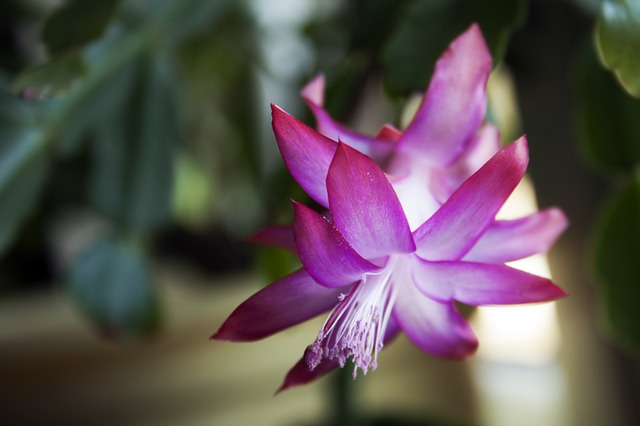 Tips for caring for the Christmas cactus
