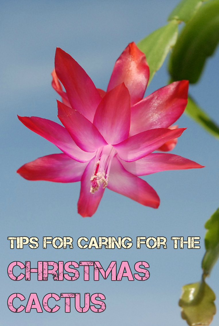 Tips for caring for the Christmas cactus