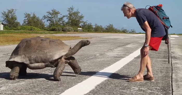 A man meets a huge tortoise, and then finds out in the funniest way that he is not welcome 
