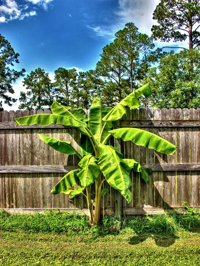 The most popular potted plant of recent years: how to grow a banana tree