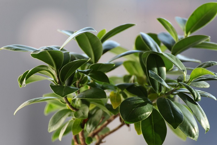 Tips for growing a healthy ficus