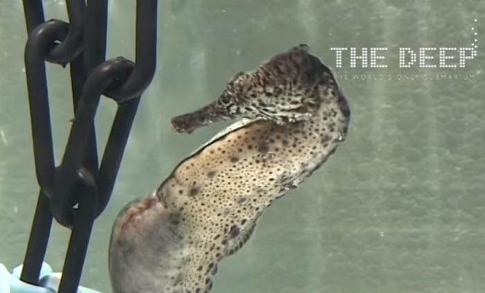 A seahorse is preparing to ”give birth” to its babies. A few seconds later a charming show begins