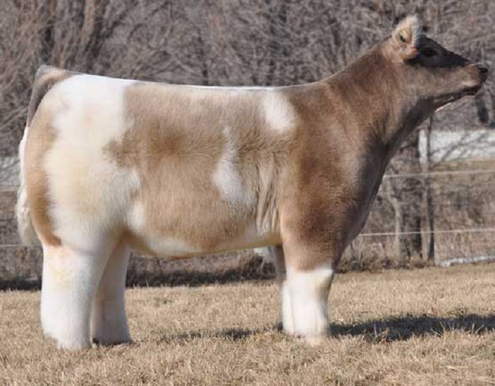 What first appear to be plush animals are actually fluffy cows