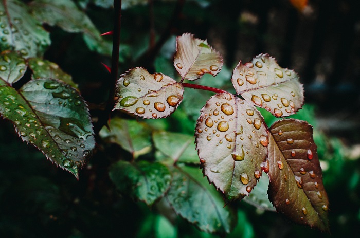 This is why the air smells so pleasant when it rains: 3 unexpected explanations
