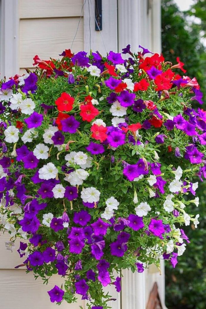 How to ensure that your petunias stay beautiful in the heat - ONEjive.com