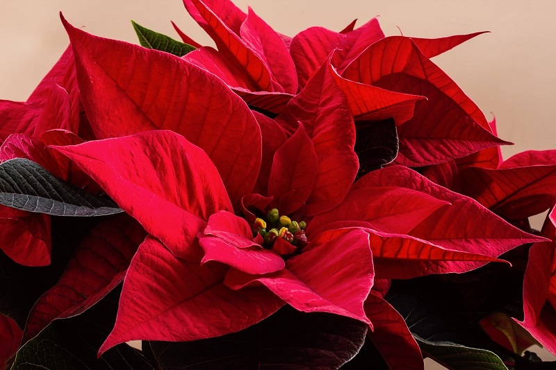 How to care for Poinsettia to help it bloom all year long
