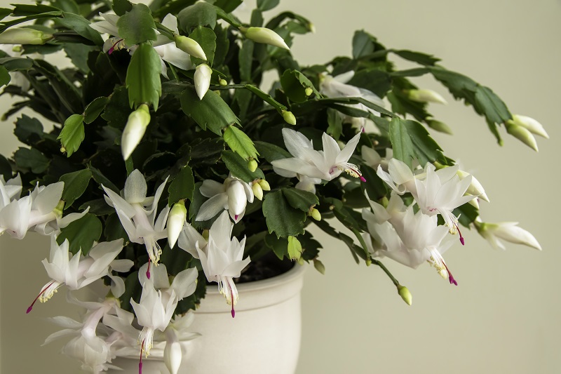 How to prepare your Christmas cactus so it turns into a cascade of flowers by the holidays