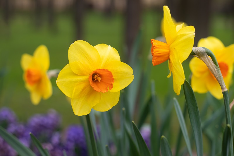 Spring flowers: plants you should have in your garden or yard