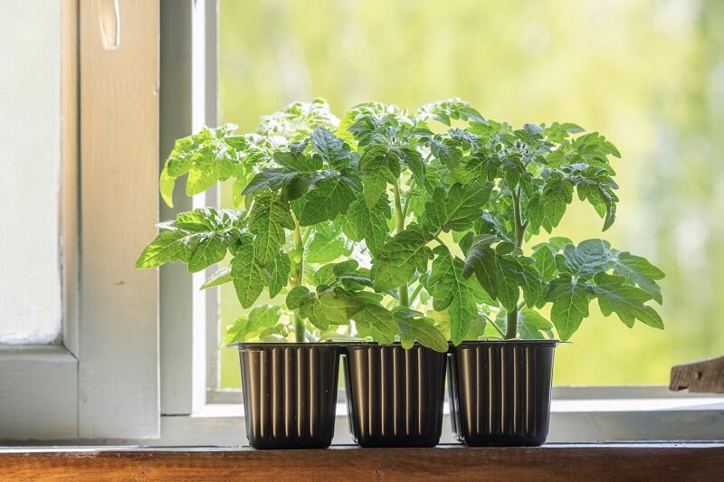 Reasons why your seedlings grow leggy, and how to help them become more sturdy