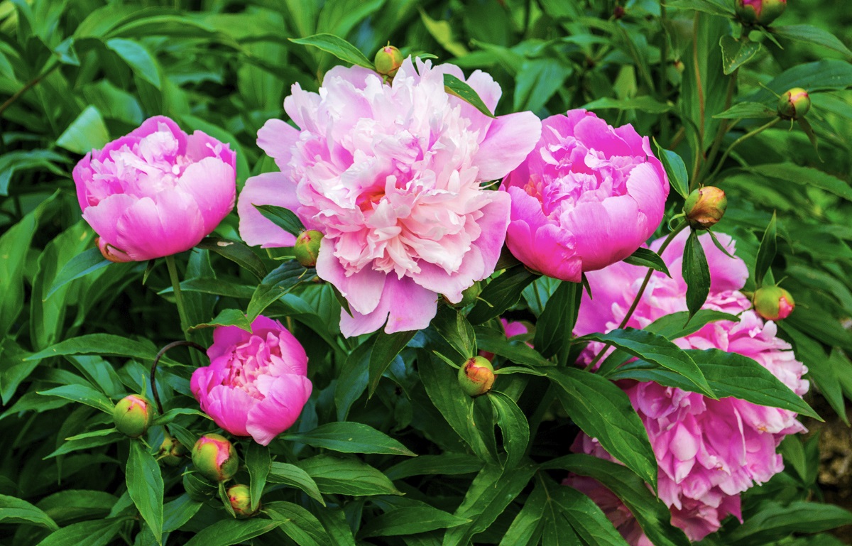 A solution to sprinkle this on your peonies to enjoy their flowers for weeks