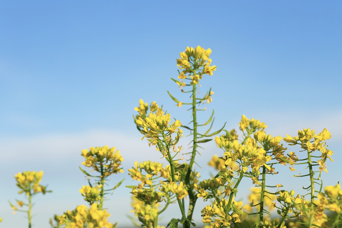 Why plant mustard in the garden. A plant that will save you from a frequent problem