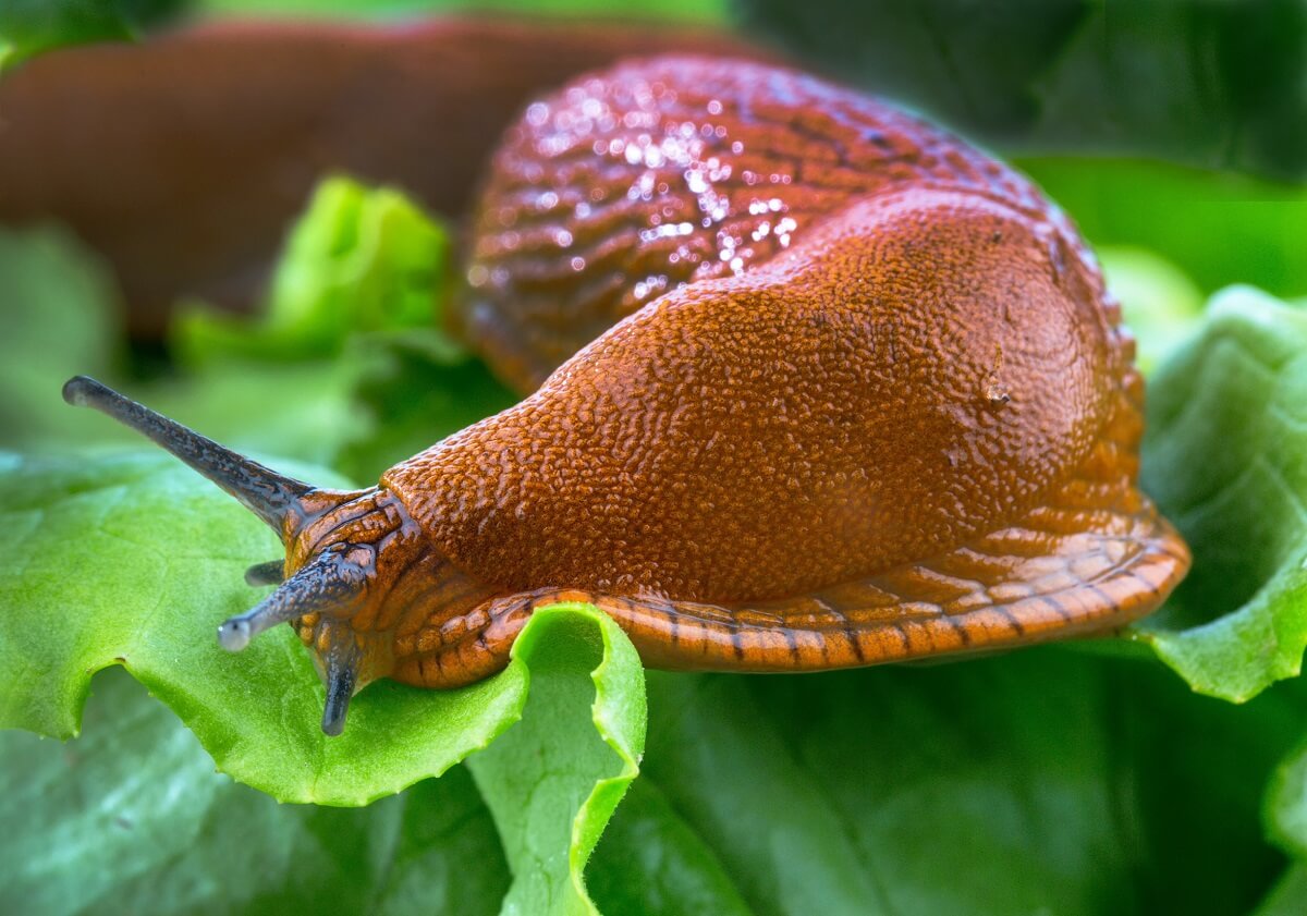 The expert says this cheap method is an easy way to get rid of slugs in your garden