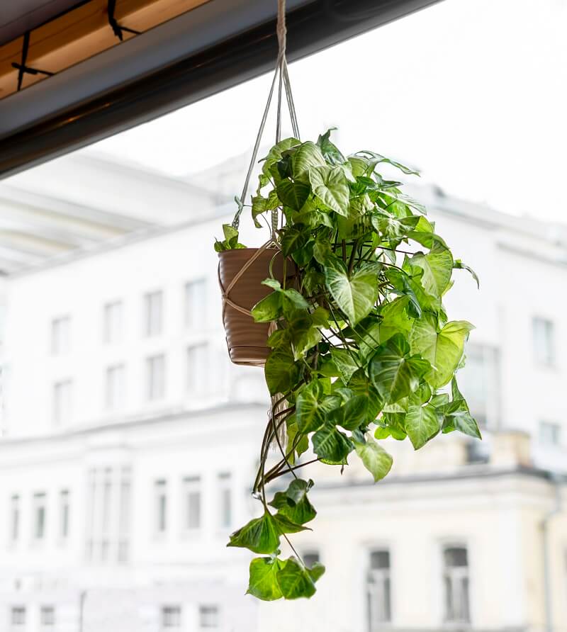 Indoor plants that remove dust and toxins from the air. It is recommended to have them in your home