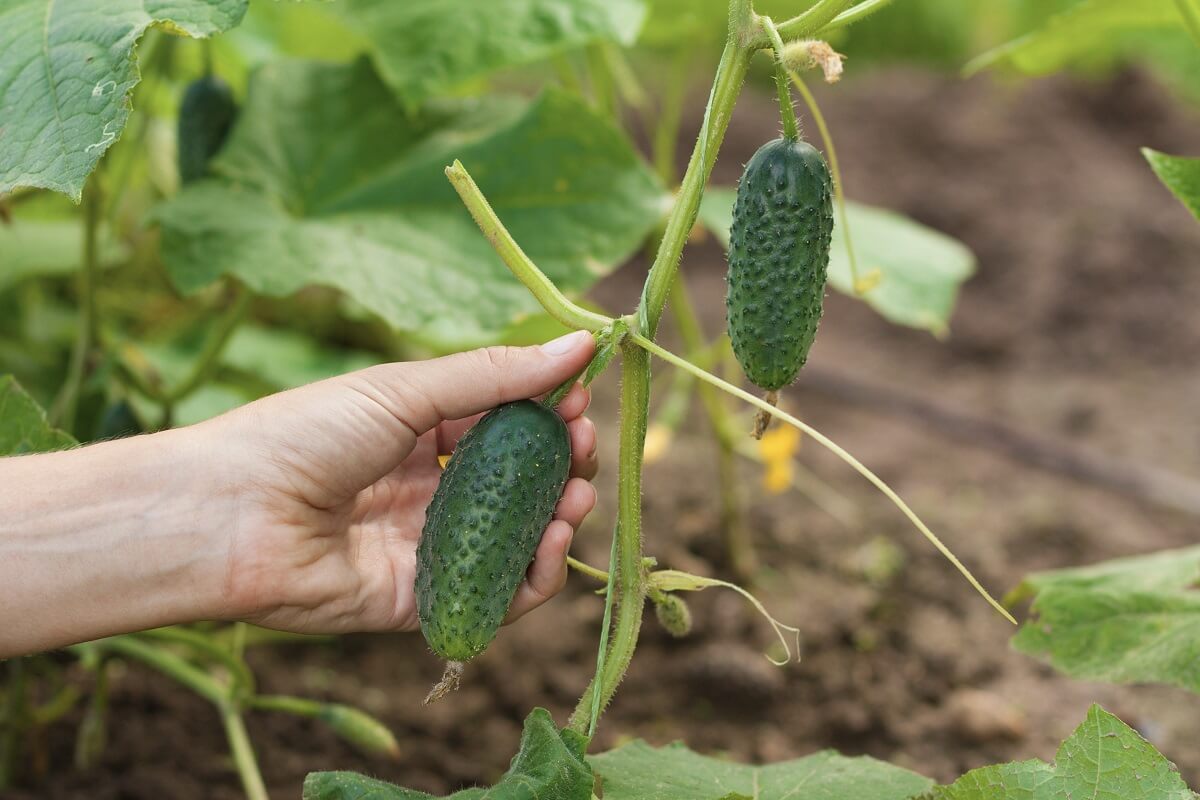 Why do cucumbers grown in the garden turn bitter? The biggest mistake many people make