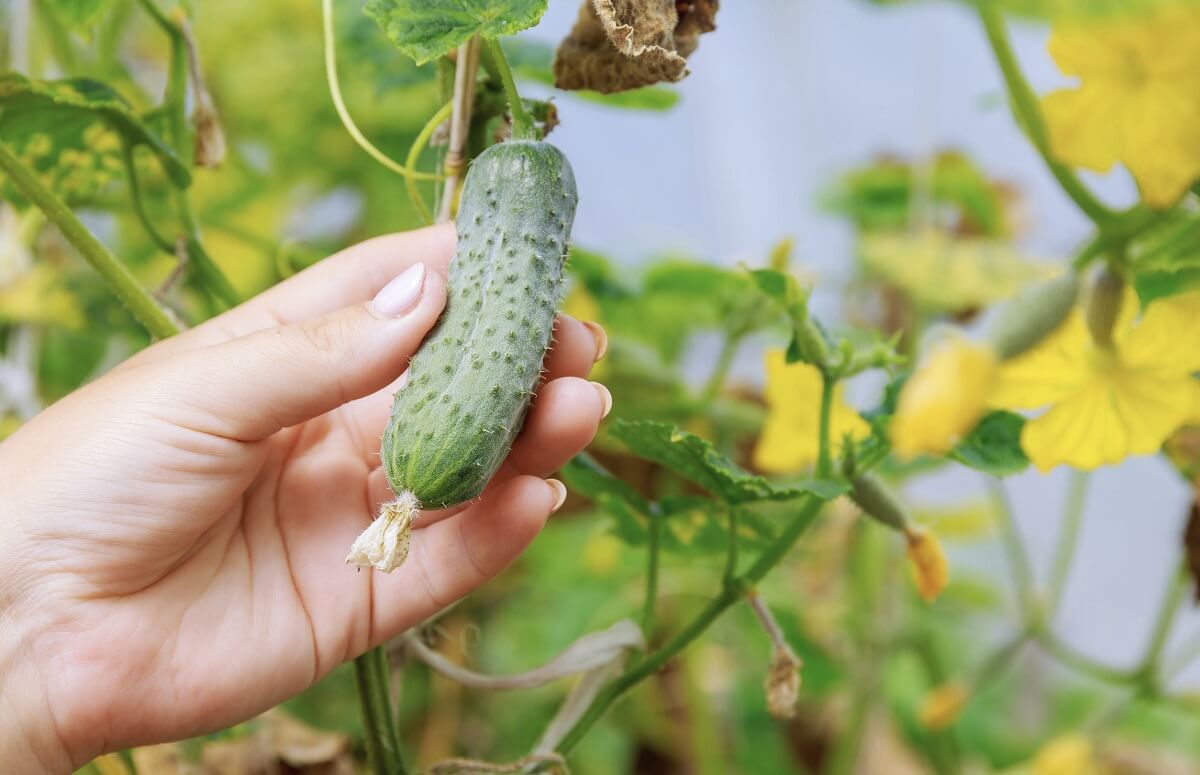 What to plant next to cucumbers to have a rich harvest every year