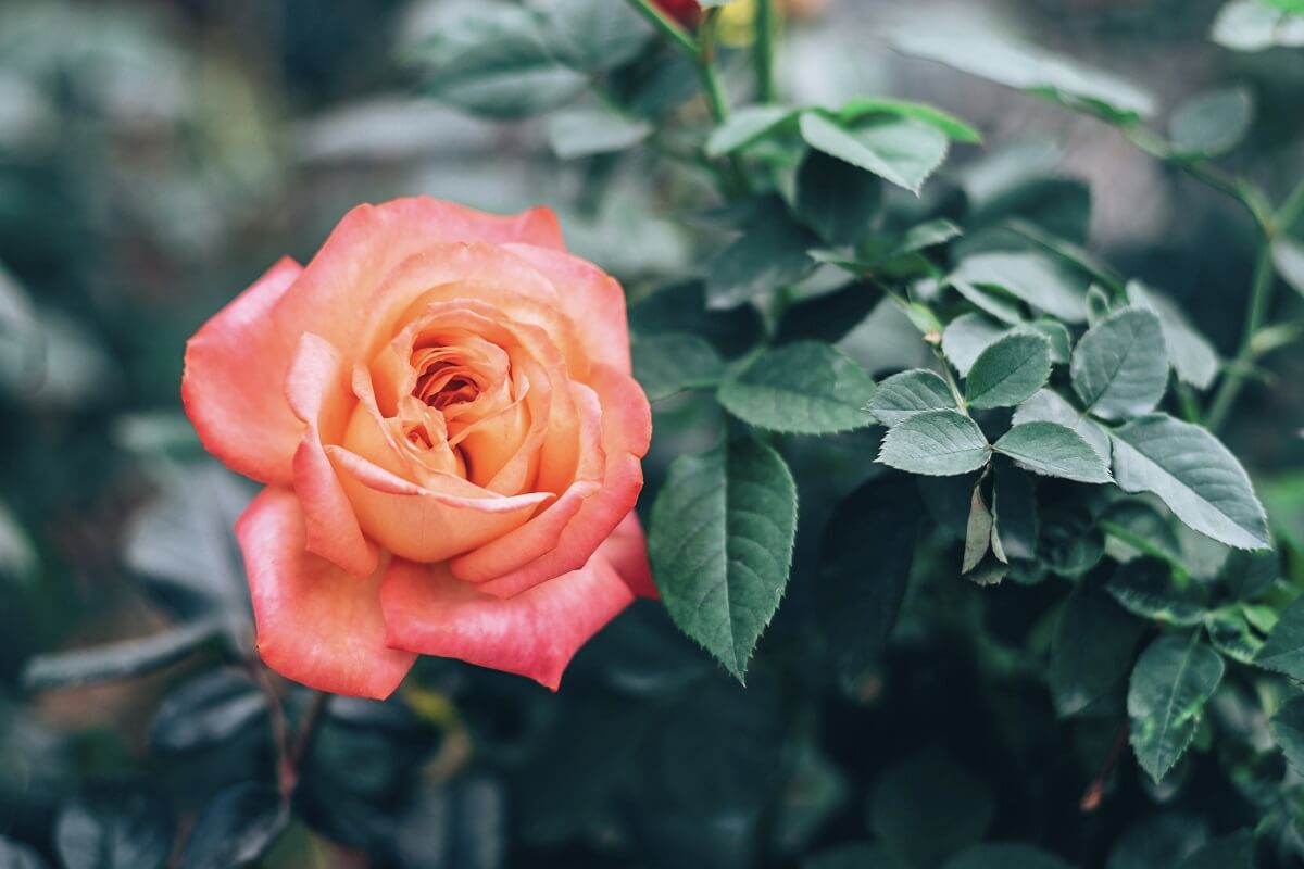 How to spray roses against green aphids. The fantastic trick that permanently gets rid of pests