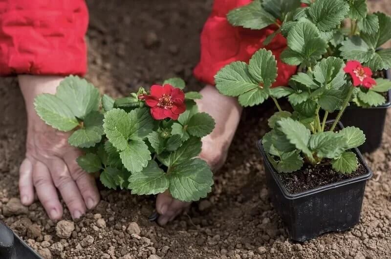 These plants should never be planted next to strawberries if you want a bountiful harvest