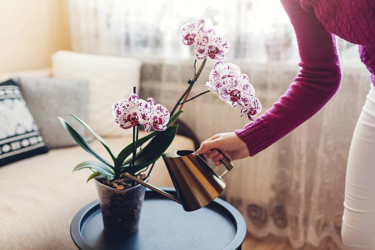 The Powerful Mixture You Need To Water Orchids With Twice A Month If   Watering Orchids 